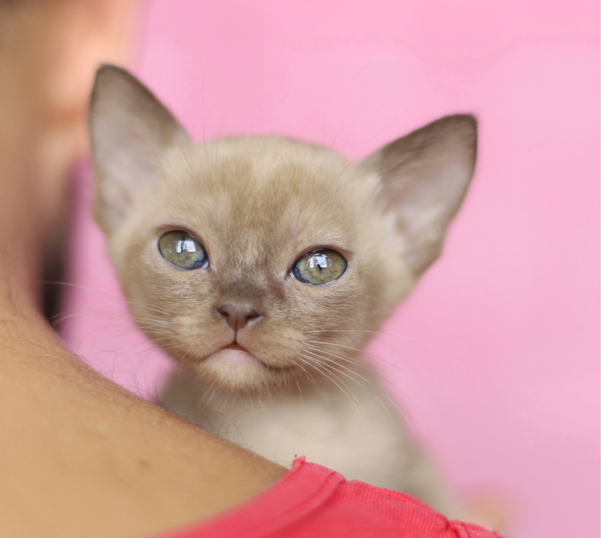 BURMESE Kittens burmese, европейская бурманскя